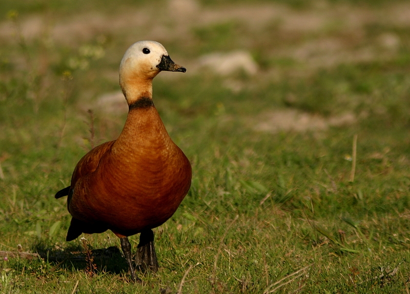Ruddy Shelduck