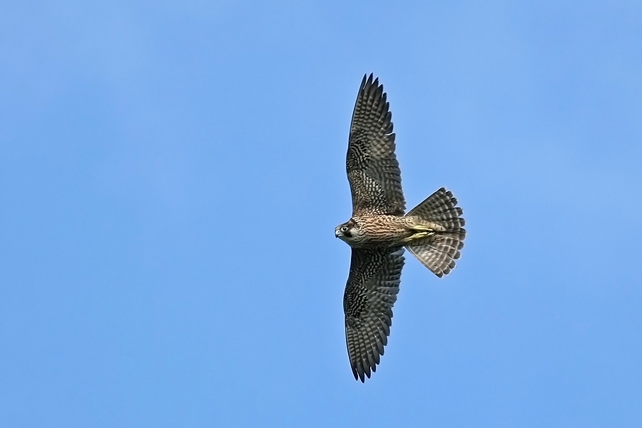 Peregrine Falcon