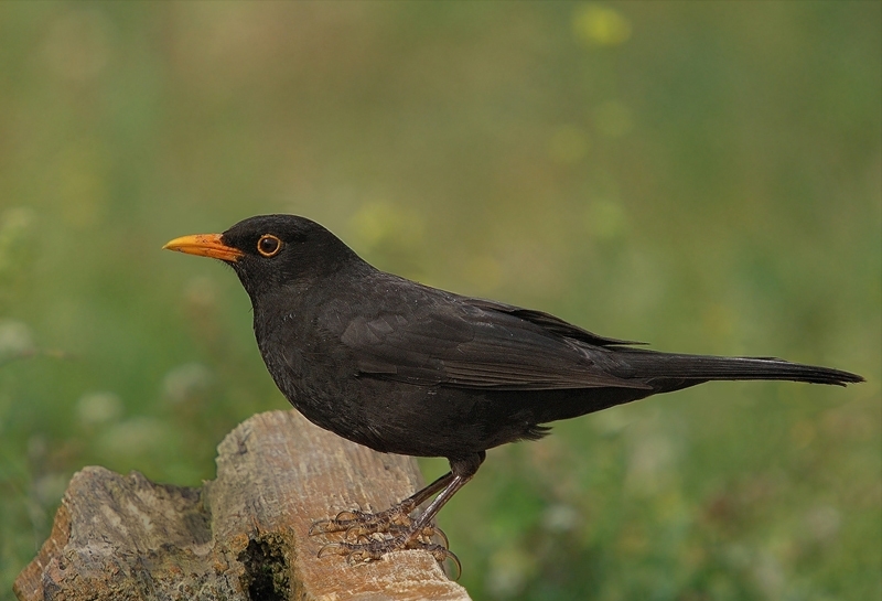 Common Blackbird