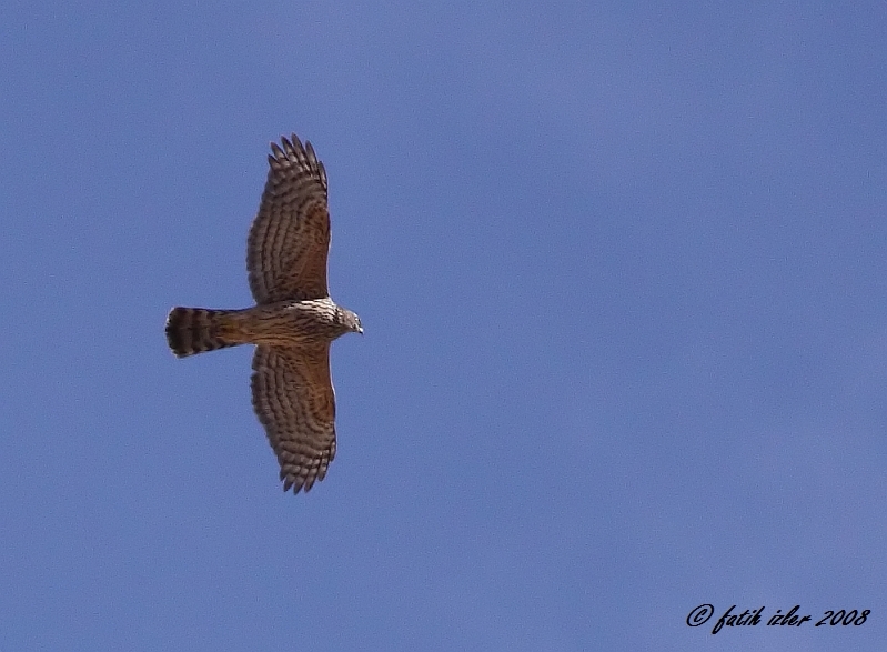 Eurasian Goshawk
