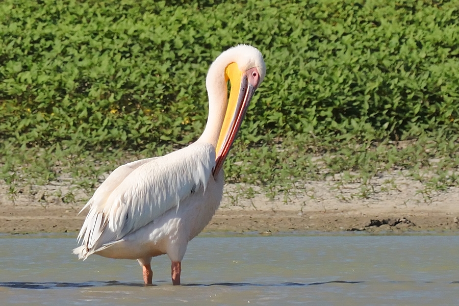 Great White Pelican