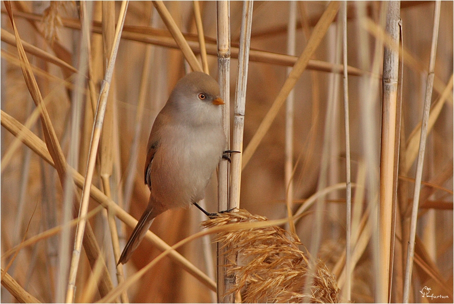 Bearded Reedling