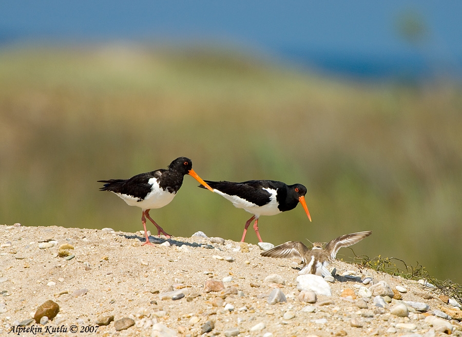 Eurasian Oystercatcher