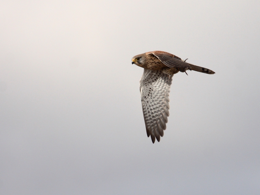 Common Kestrel