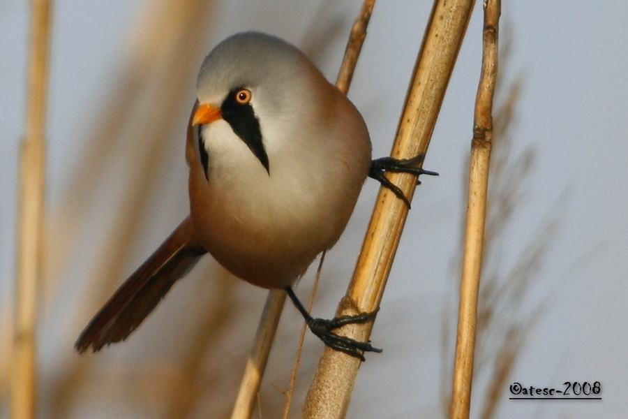 Bearded Reedling