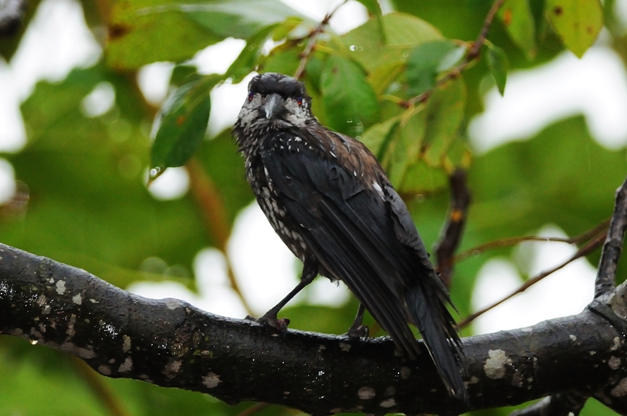 Northern Nutcracker
