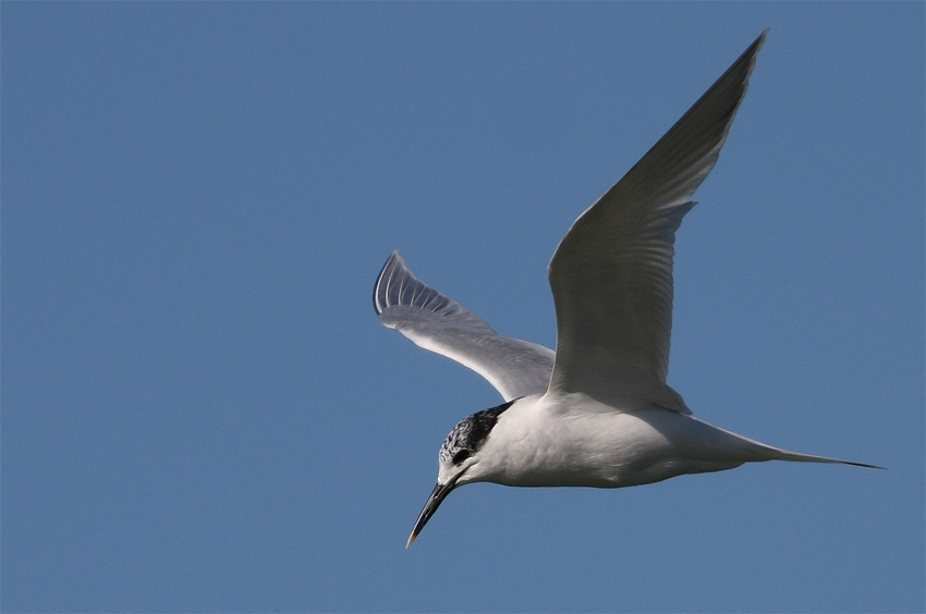Sandwich Tern