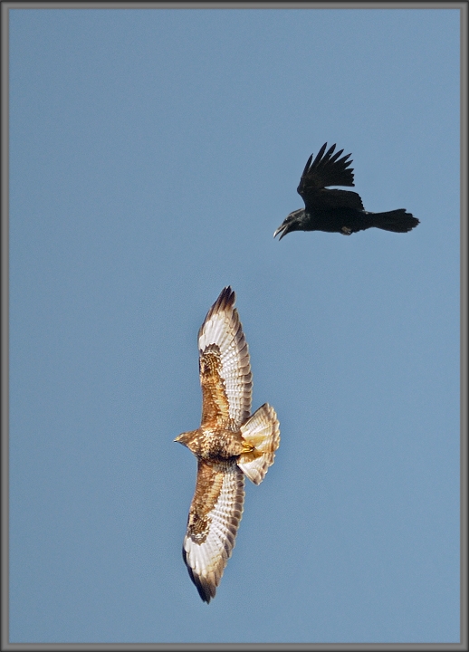 Northern Raven