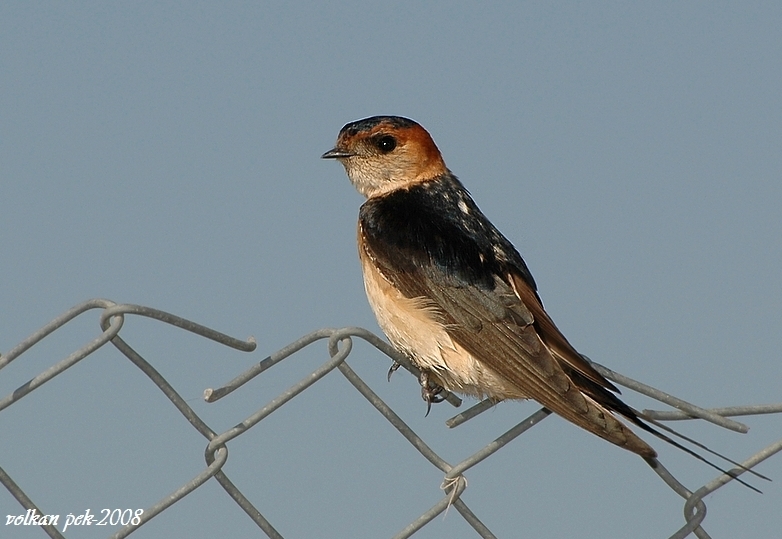 European Red-rumped Swallow