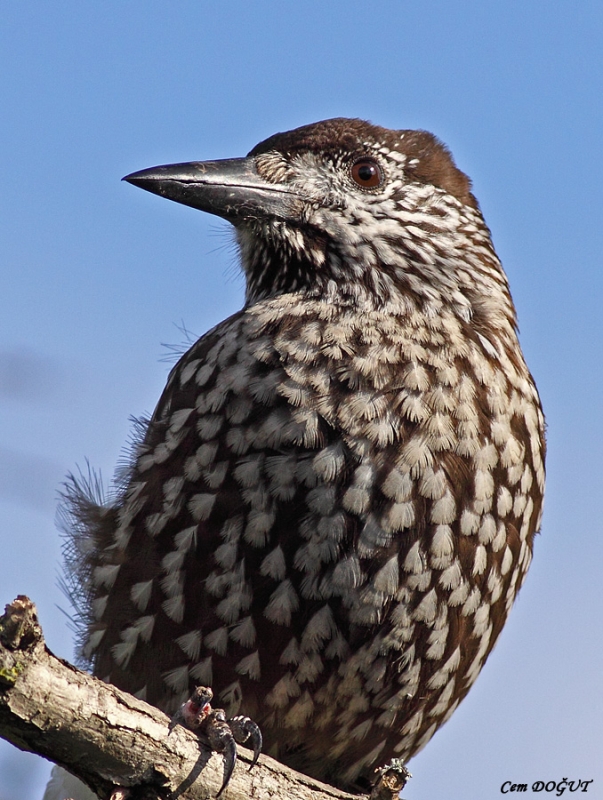 Northern Nutcracker