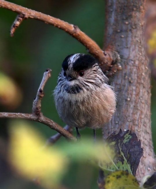 Long-tailed Tit