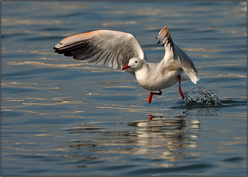 Slender-billed Gull