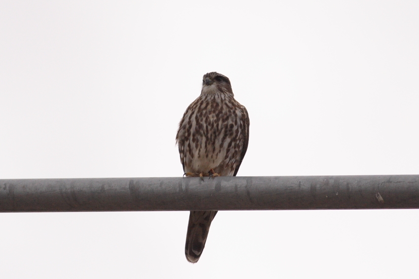 Merlin