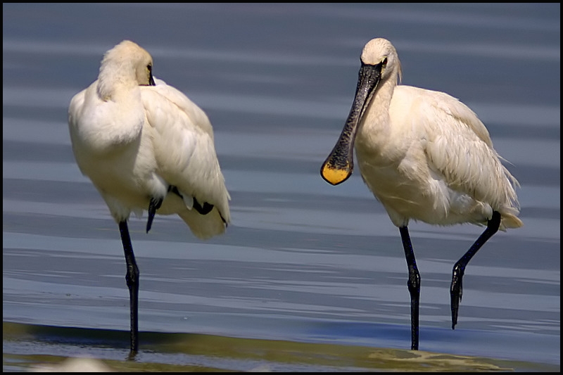 Eurasian Spoonbill