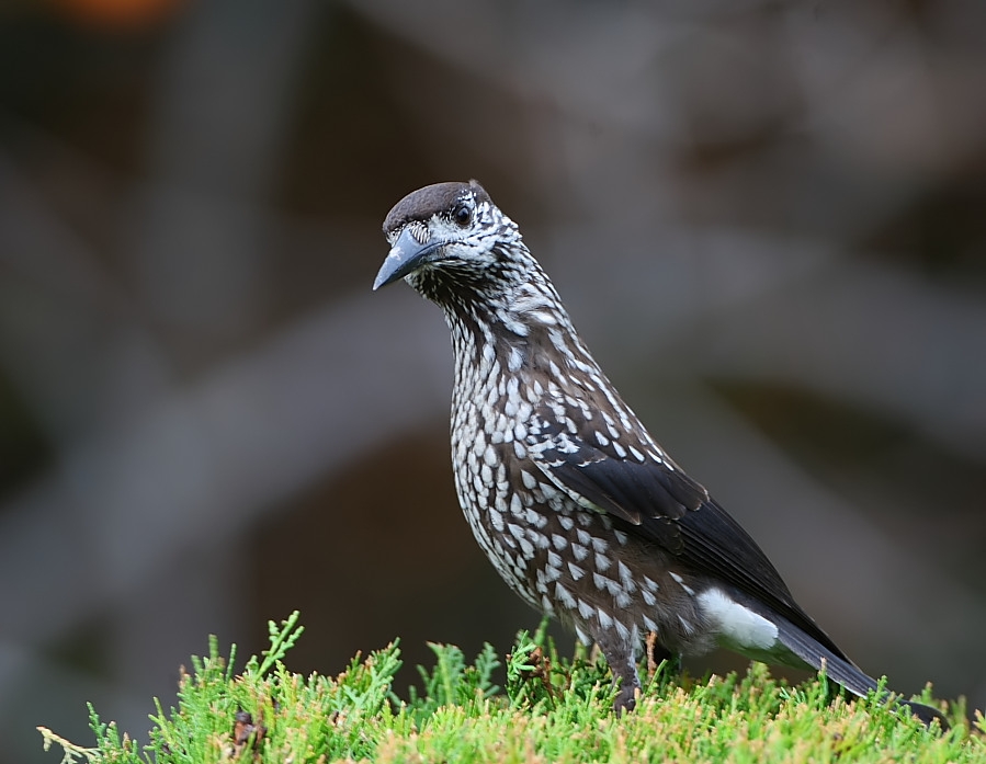 Northern Nutcracker