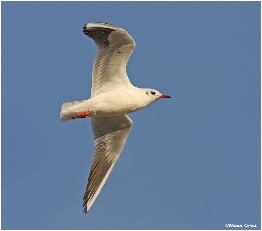 Black-headed Gull