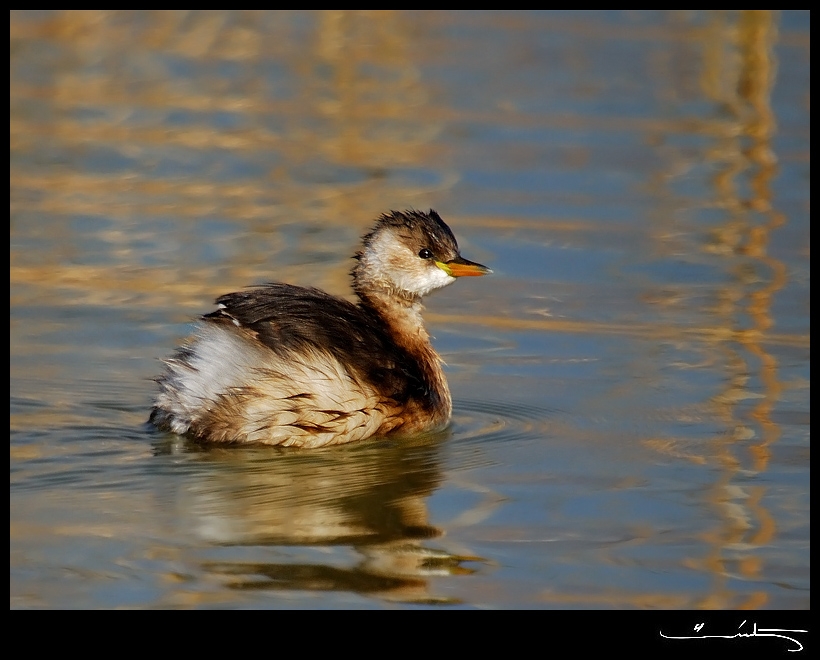 Little Grebe