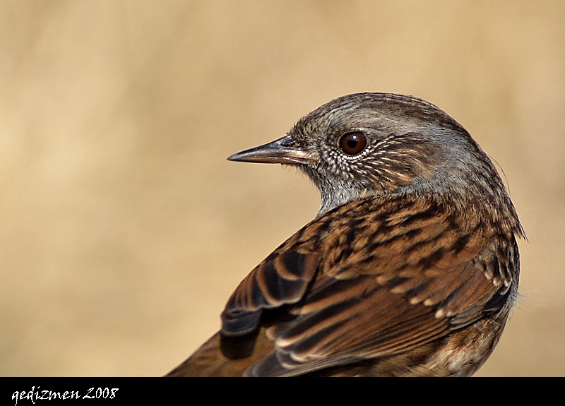 Dunnock