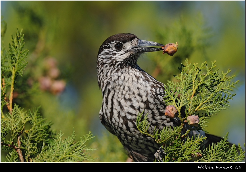 Northern Nutcracker