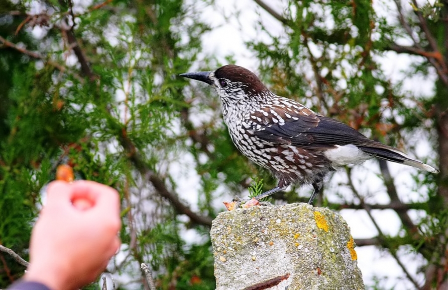 Northern Nutcracker