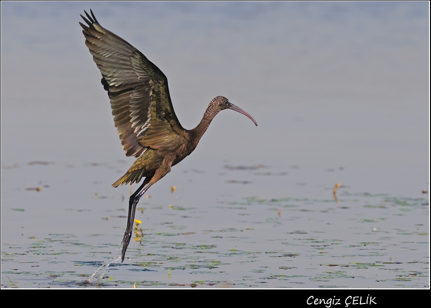Glossy Ibis