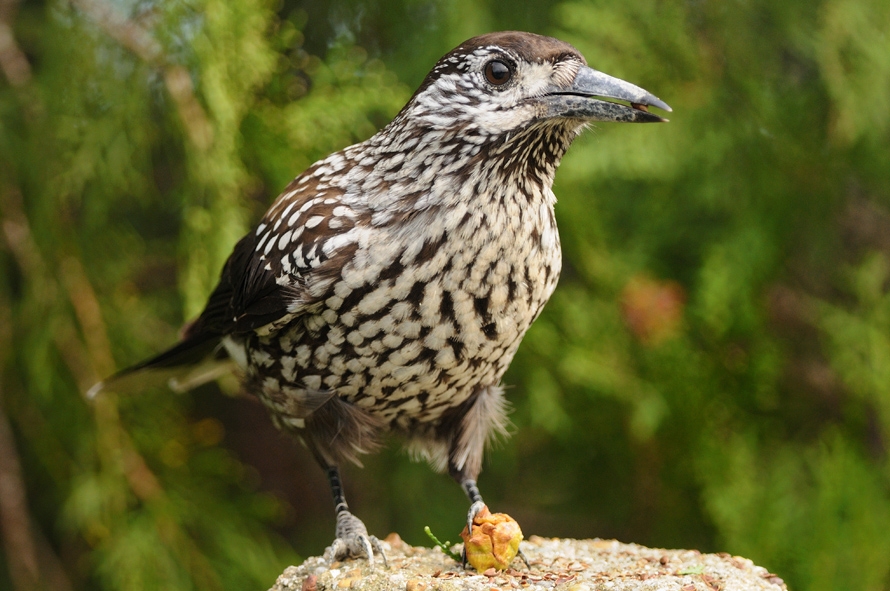 Northern Nutcracker