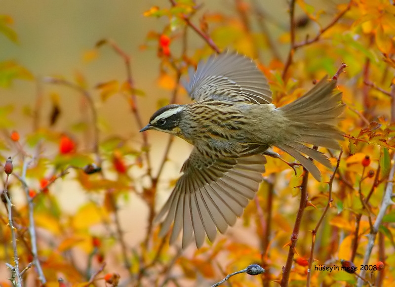 Radde`s Accentor