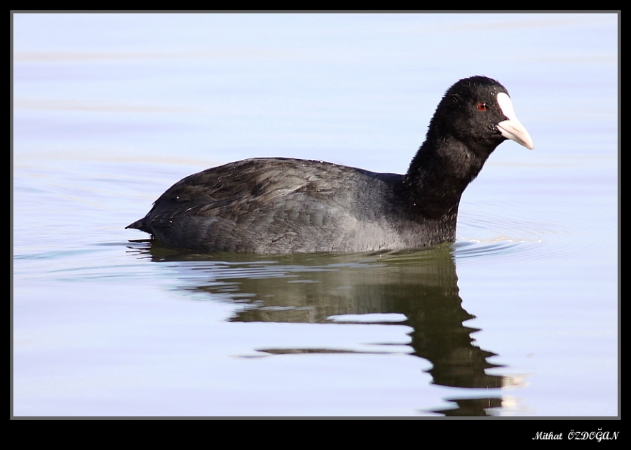 Eurasian Coot