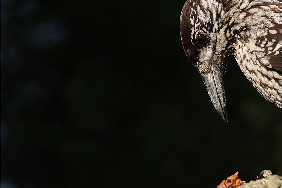 Northern Nutcracker