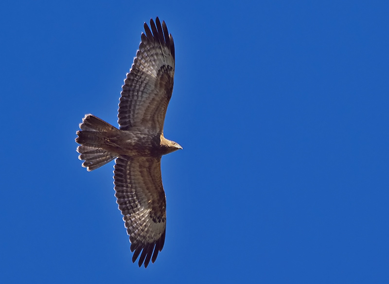 European Honey Buzzard