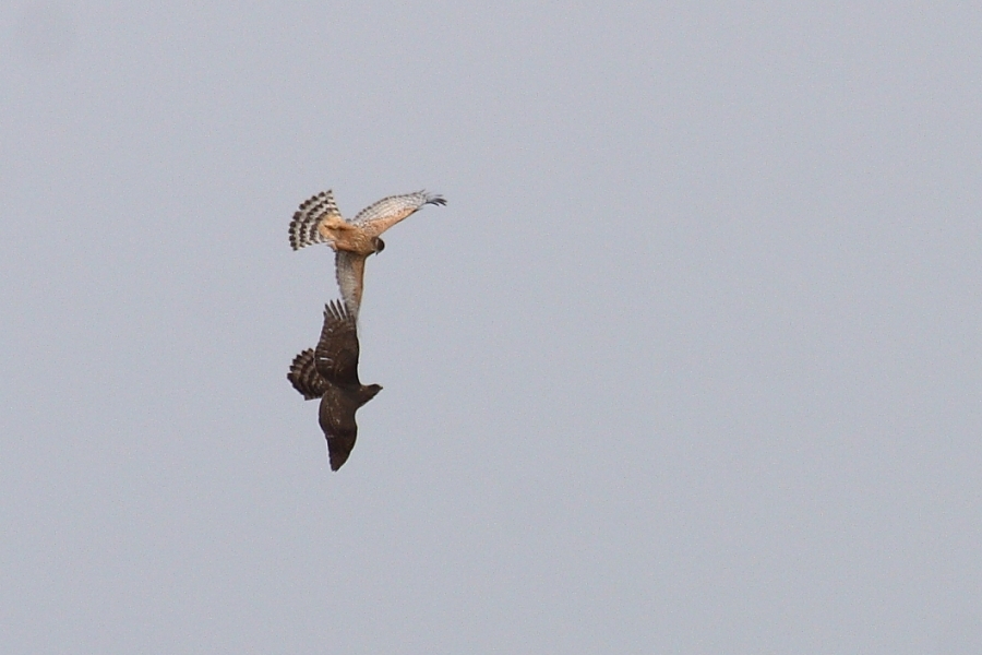 Eurasian Goshawk