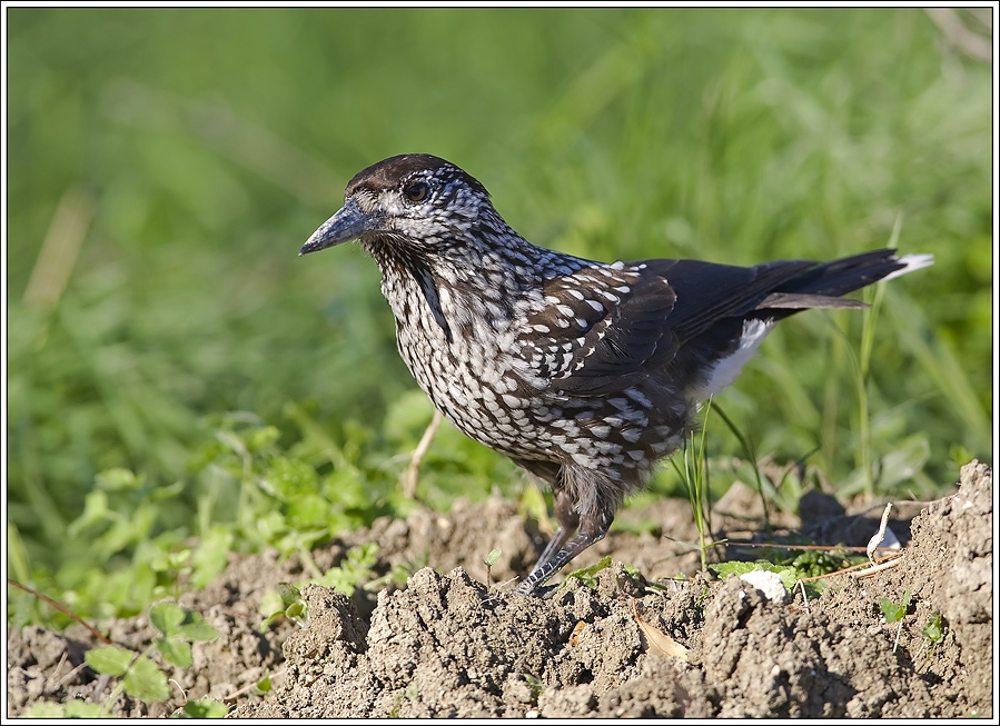 Northern Nutcracker