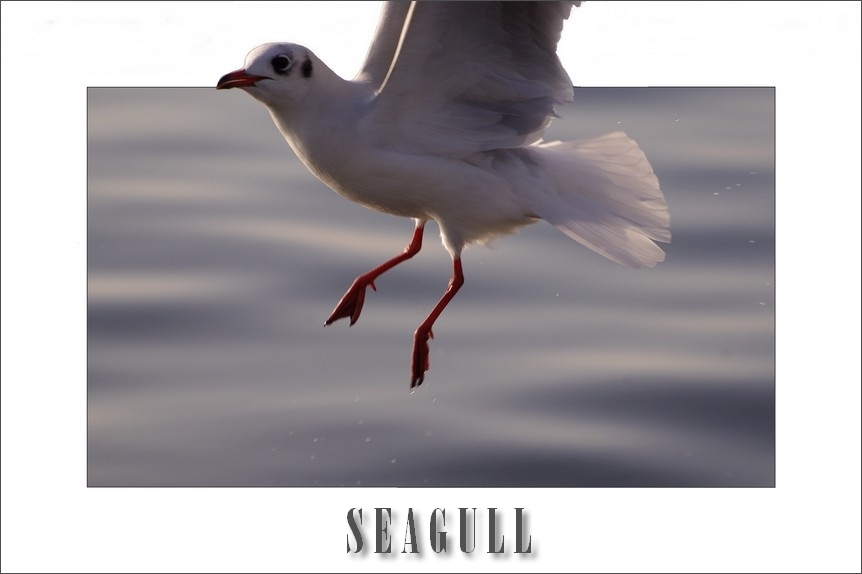 Black-headed Gull