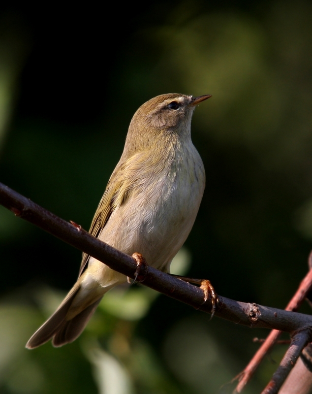 Willow Warbler