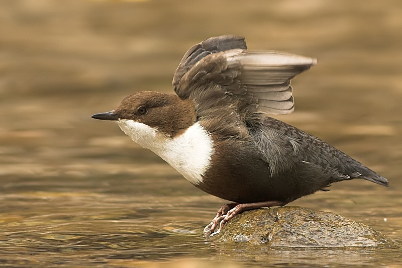 White-throated Dipper