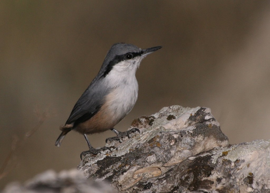 Western Rock Nuthatch