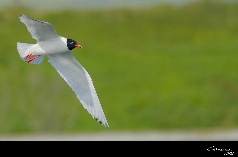 Mediterranean Gull