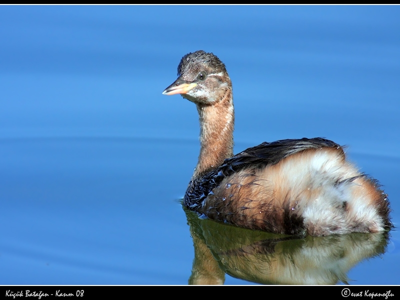 Little Grebe
