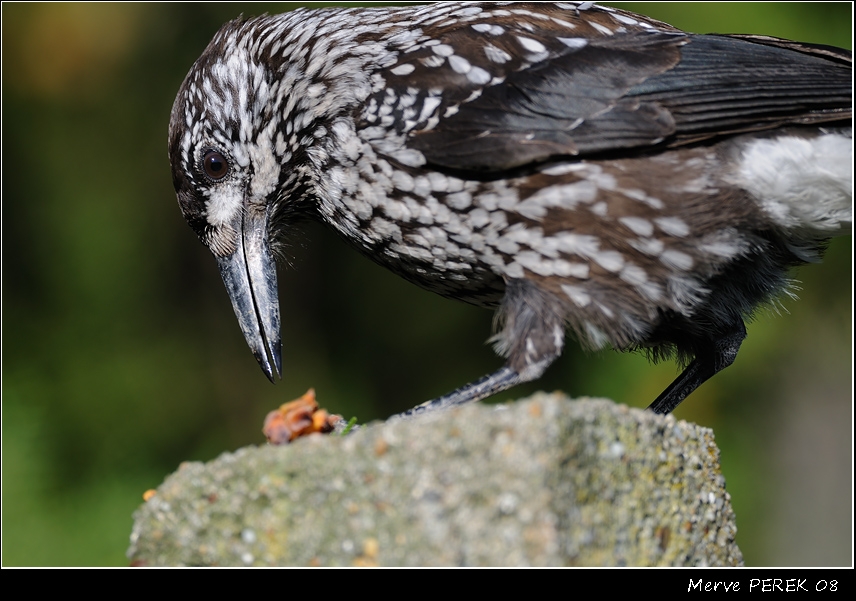 Northern Nutcracker