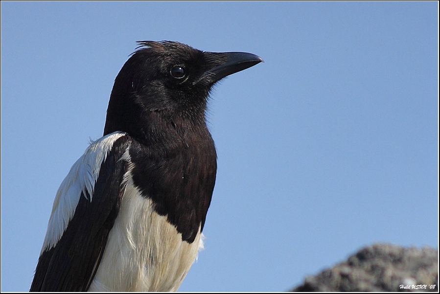 Eurasian Magpie