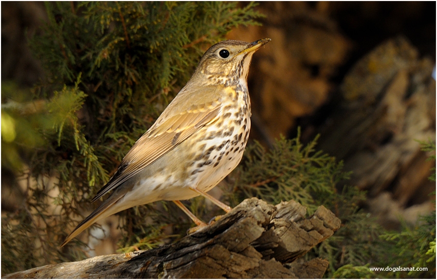 Song Thrush