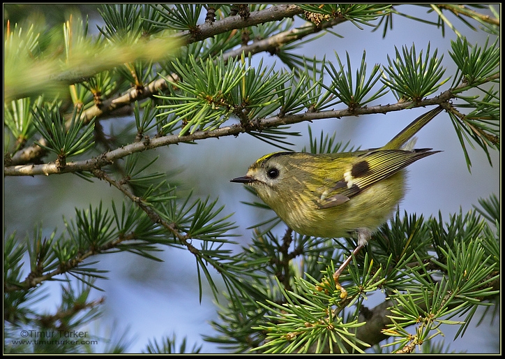 Goldcrest