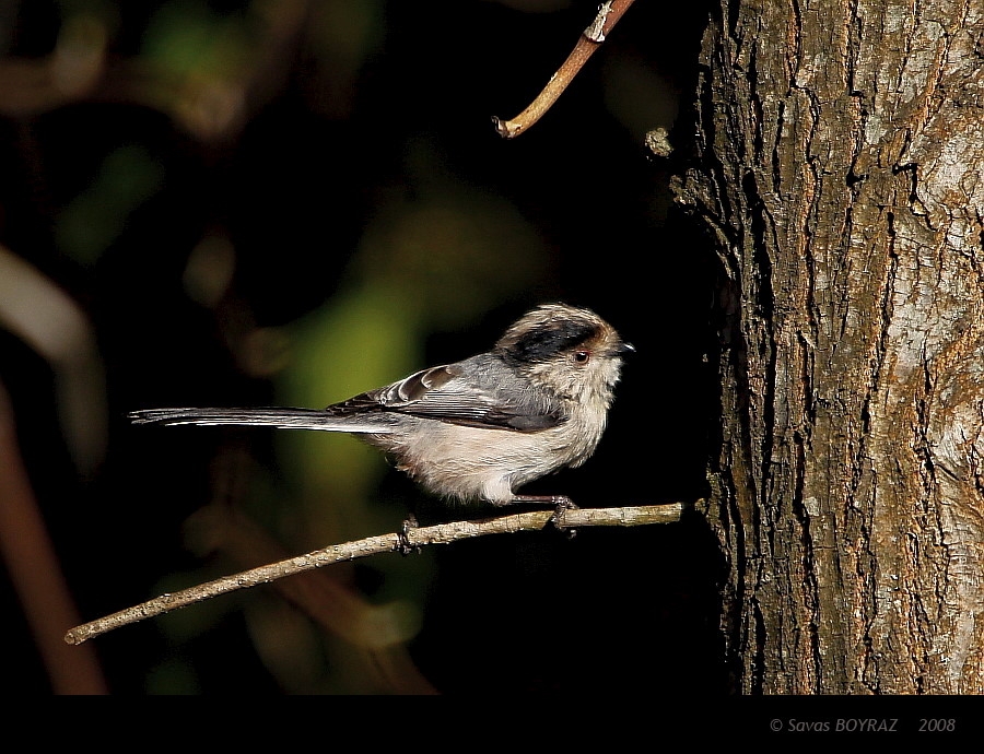 Long-tailed Tit
