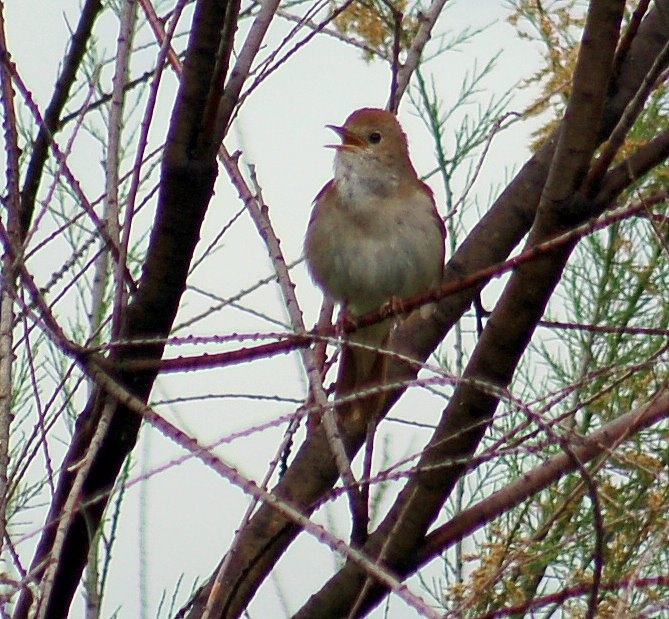 Common Nightingale