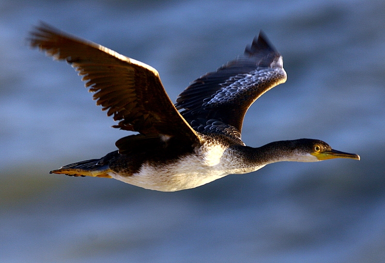 European Shag