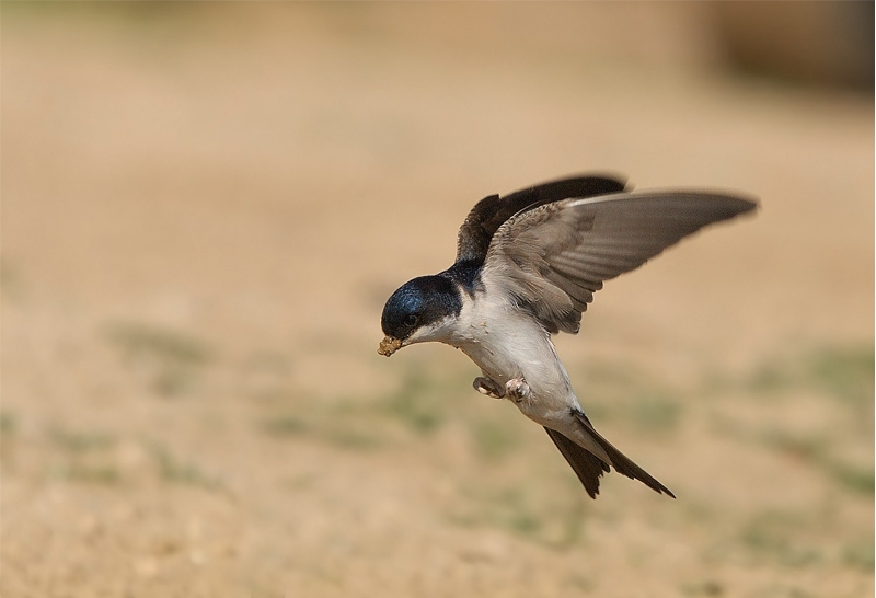 Western House Martin