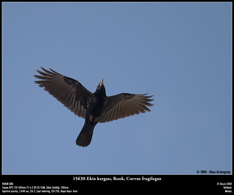 Rook