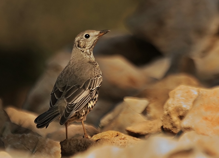 Mistle Thrush