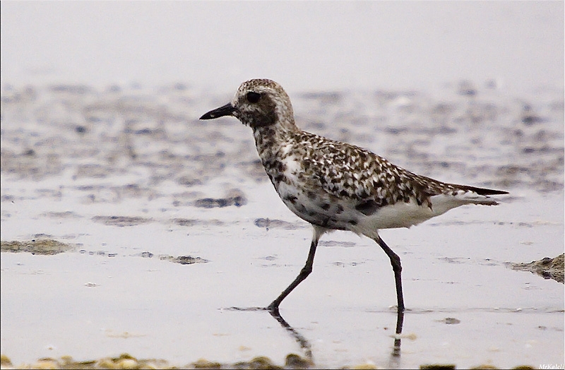 Grey Plover