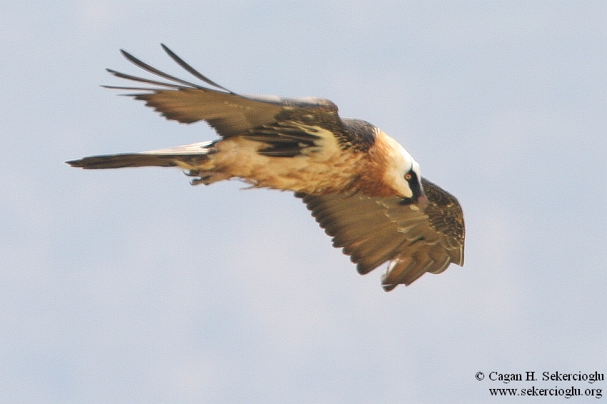 Bearded Vulture